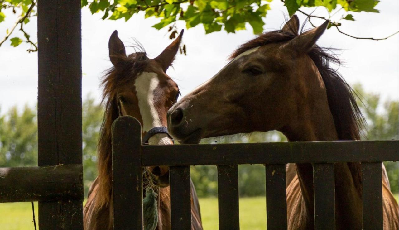 Haras Du Ry *